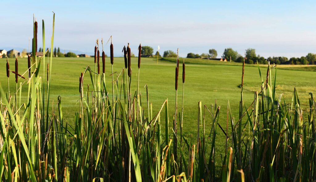Tall green grasses and cattails in the foreground with a lush green field and trees in the background under a clear sky.