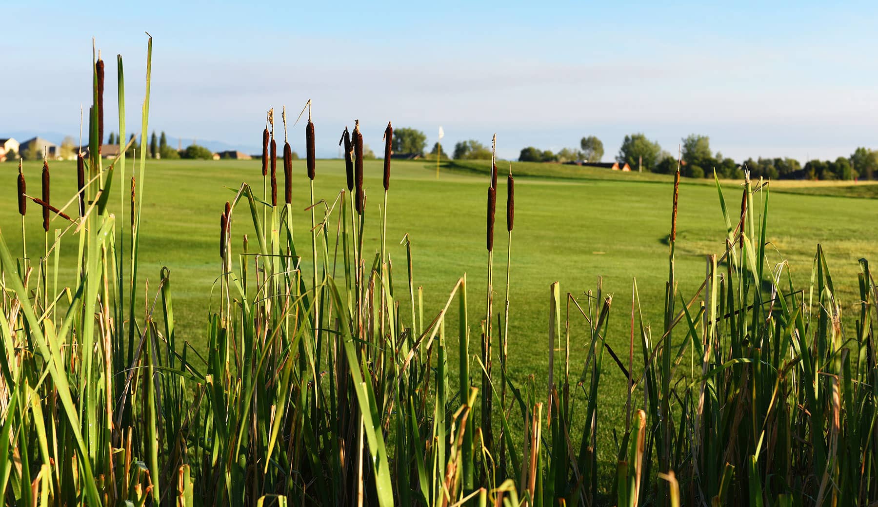 Tall green grasses and cattails in the foreground with a lush green field and trees in the background under a clear sky.